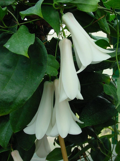 Flor nacional deChile. Copihue rojo y copihue blanco