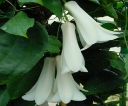 Copihue blanco, flor nacional de Chile