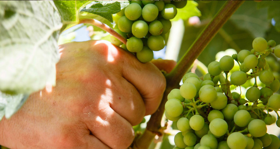 BODEGAS SAN PEDRO - FAMILIA 3