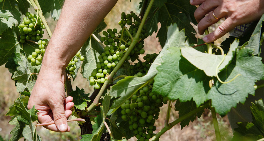 BODEGAS SAN PEDRO - FAMILIA 4