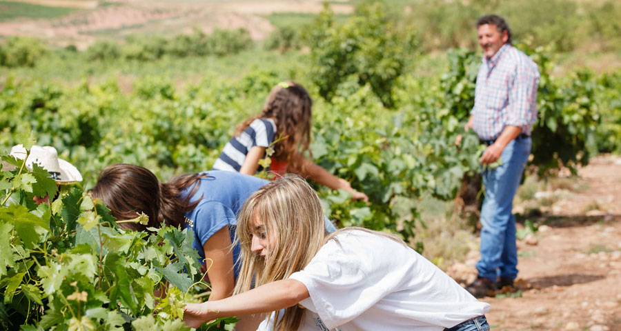 BODEGAS SAN PEDRO - FAMILIA 5
