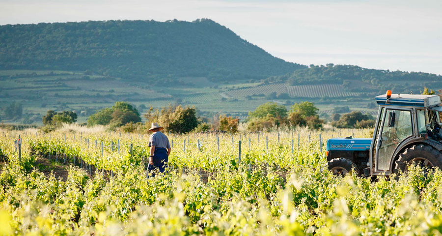BODEGAS SAN PEDRO - VITICULTORES 1