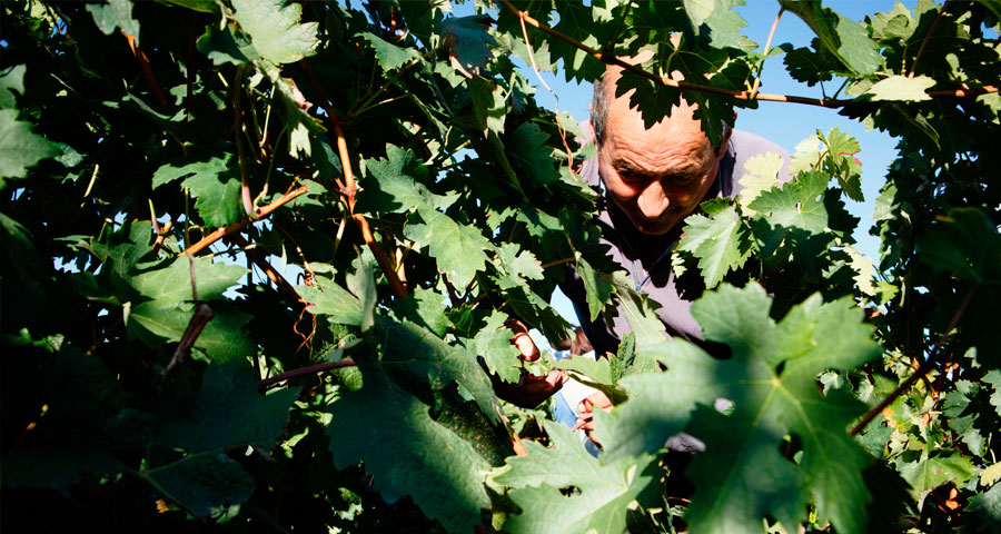 BODEGAS SAN PEDRO - VITICULTORES 2