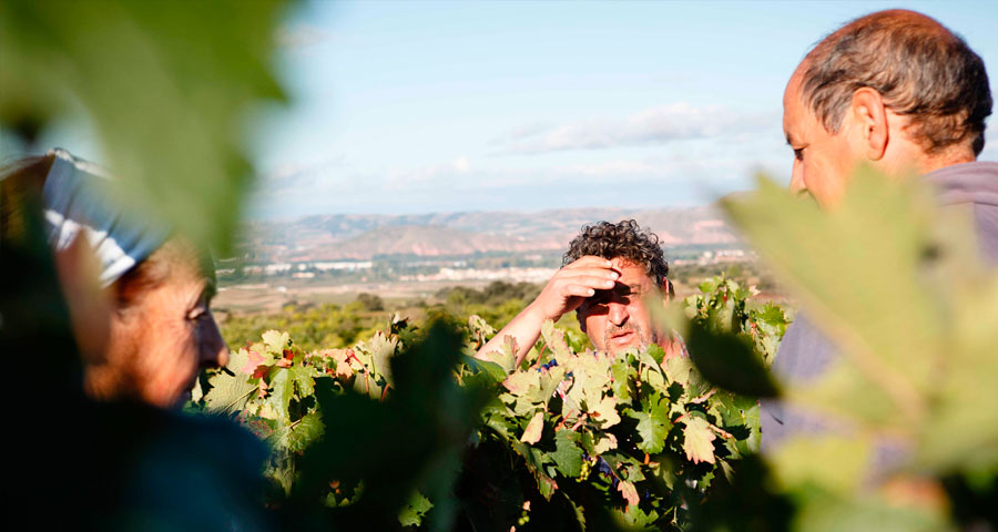 BODEGAS SAN PEDRO - VITICULTORES 4