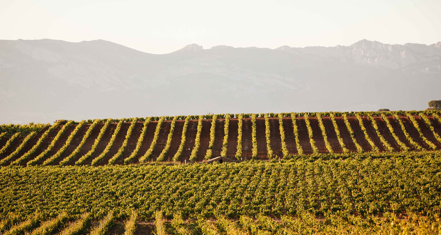BODEGAS SAN PEDRO - PAISAJE 1