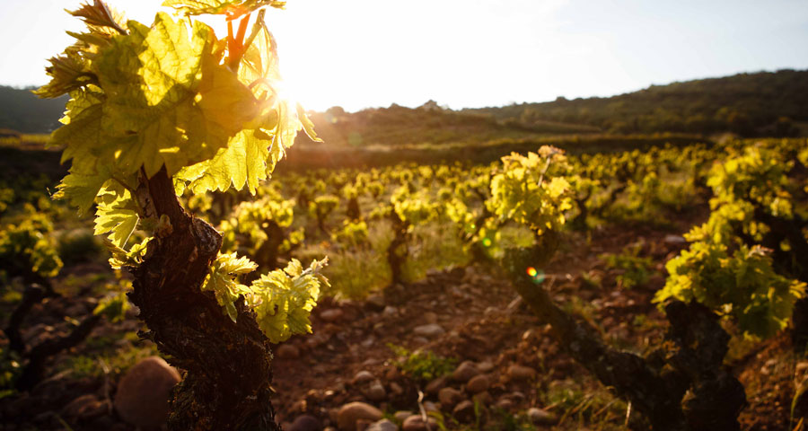 BODEGAS SAN PEDRO - PAISAJE 3