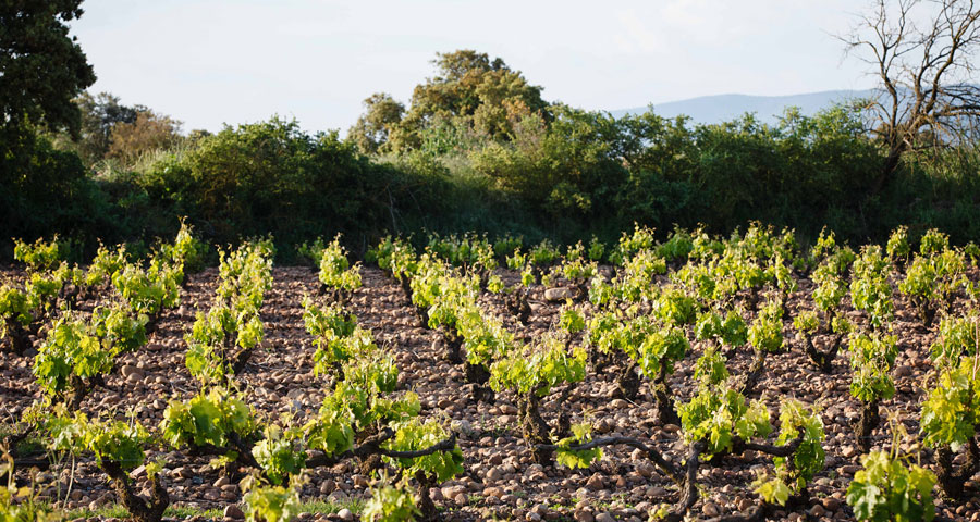 BODEGAS SAN PEDRO - PAISAJE 4