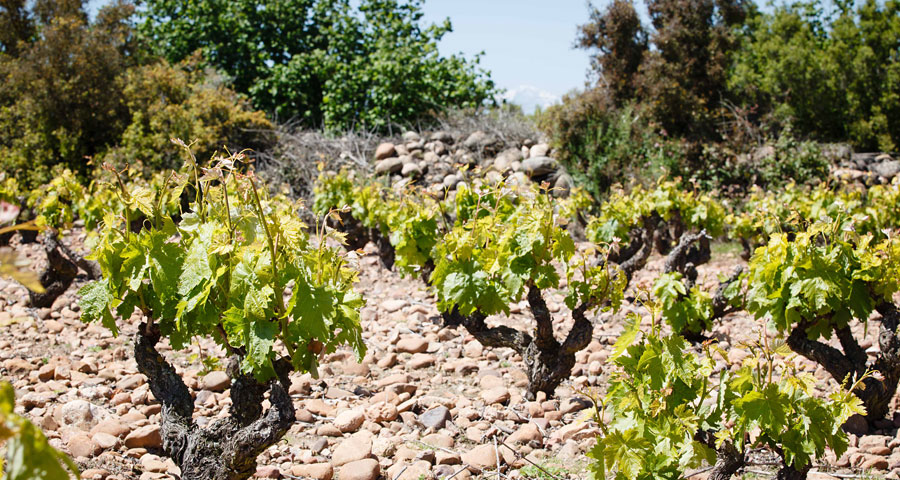 BODEGAS SAN PEDRO - PAISAJE 5