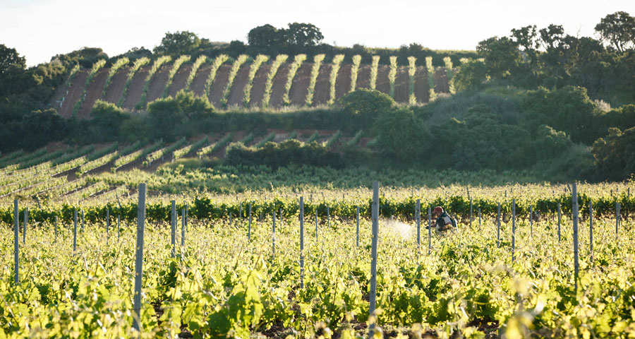 BODEGAS SAN PEDRO - PAISAJE 6
