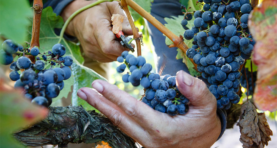 BODEGAS SAN PEDRO - LA VENDIMIA 1