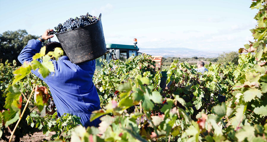 BODEGAS SAN PEDRO - LA VENDIMIA 2