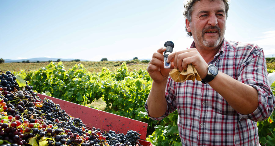 BODEGAS SAN PEDRO - LA VENDIMIA 3