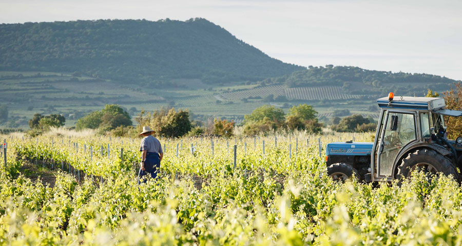 BODEGAS SAN PEDRO - VINOS 2